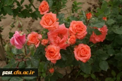 پردیس زینبیه