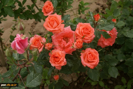 پردیس زینبیه