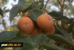 پردیس زینبیه