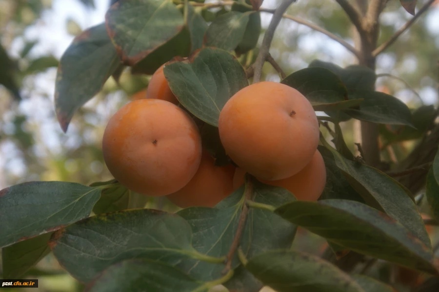 پردیس زینبیه