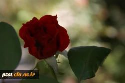 مناظر پردیس