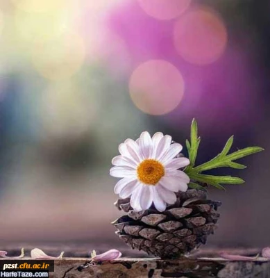 پیام تبریک سرپرست پردیس به مناسبت شروع سال 1401 شمسی، حلول ماه مبارک رمضان و از سرگیری آموزش حضوری 